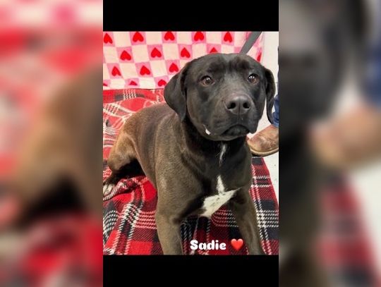 Lovelock Animal Shelter housing more dogs than available kennels