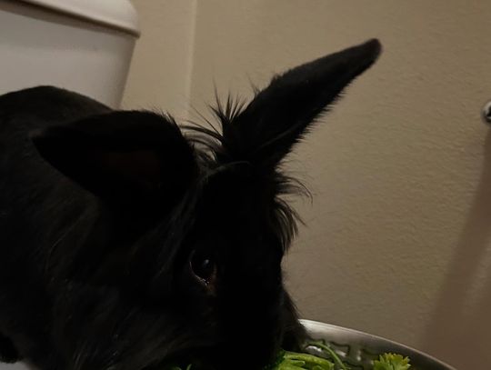 Lovelock Animal Shelter Shares Important Update on Contact Procedures and Discusses Pet of the Week