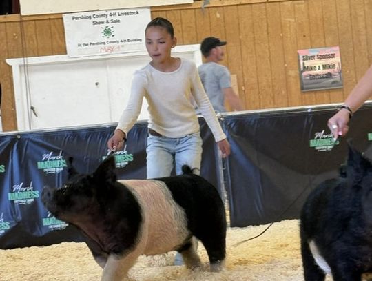 March Madness -- Show ring madness that is