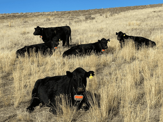 Nevada Ranchers Test Virtual Fencing for Grazing and Rangeland Health