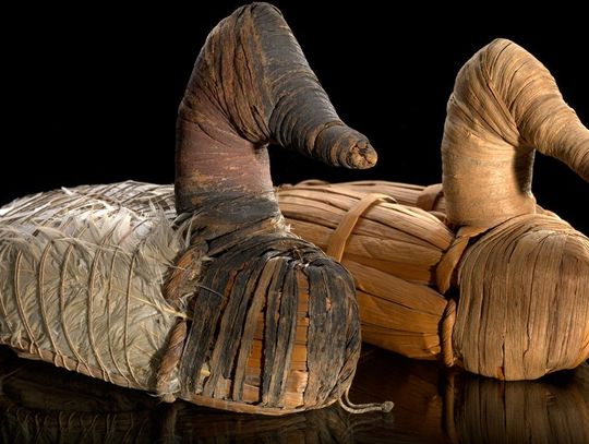 Nevada’s Oldest Artifact: Tule Duck Decoys from Lovelock Cave Nevada’s Oldest Artifact: Tule Duck Decoys from Lovelock Cave