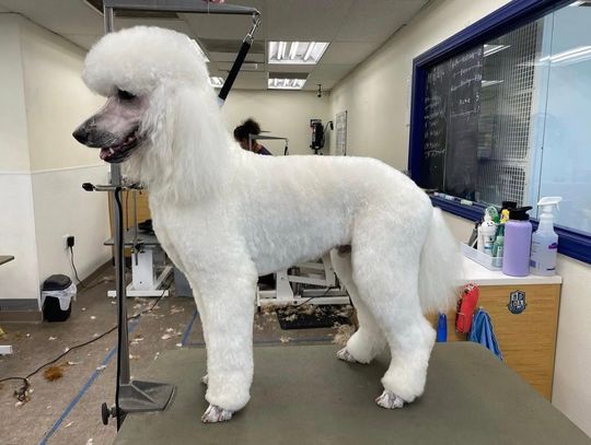 Pampered Pooch welcomes certified groomer Mandy Hagen