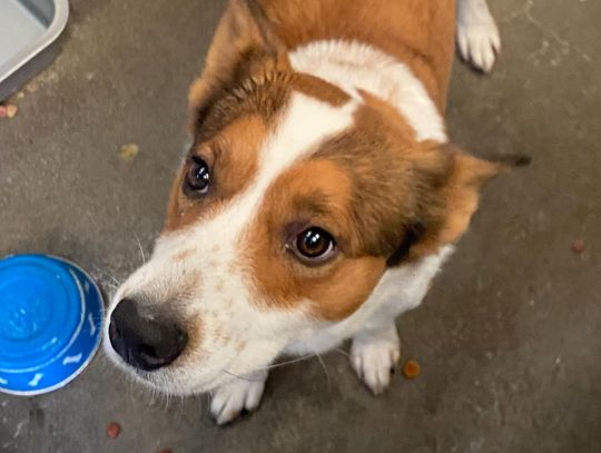 Pet of the Week