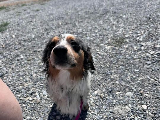 Pet of the Week