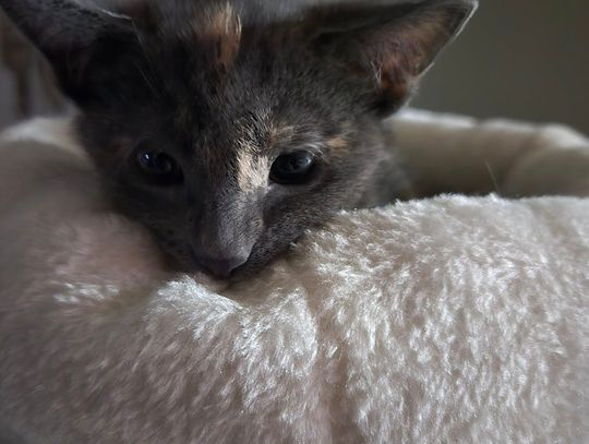 Pet of the Week: A message from the Lovelock Animal Shelter