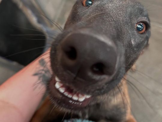 Pet of the Week: Broadway, the Star of the Shelter Stage!