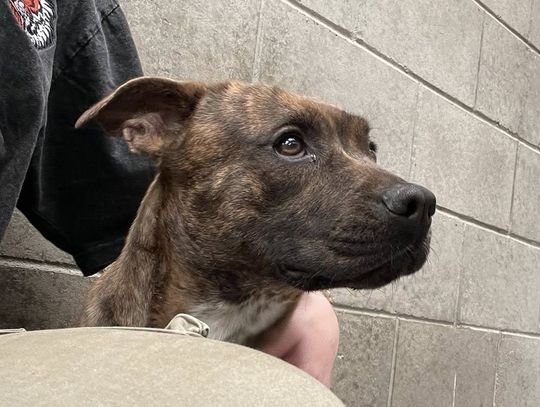 Pet of the Week: Jessup