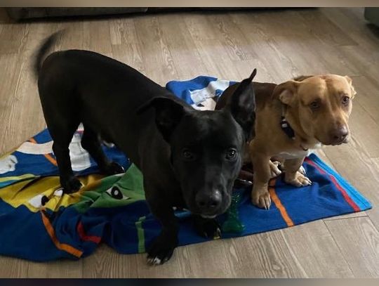 Pet of the Week: Meet Blacky & Canelo!