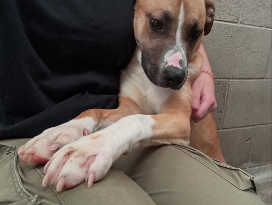 Pet of the Week: Meet Chance Pet of the Week: Meet Chance