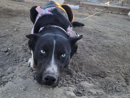 Pet of the Week: Meet Katrina