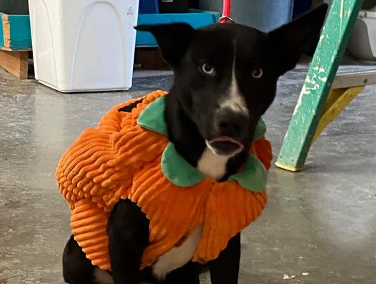 Pet of the Week: Meet Rose Pet of the Week: Meet Rose