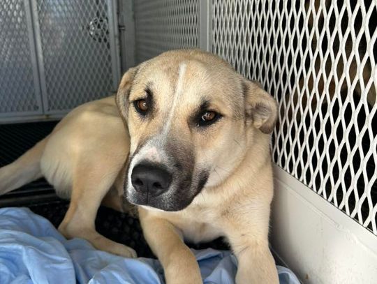 Pet of the Week: Moose & Elk