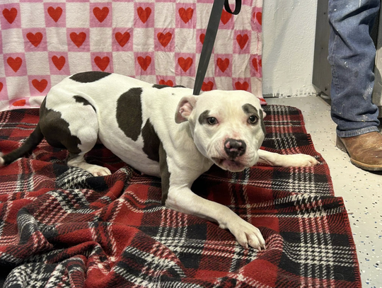 Pet of the Week: Sophia