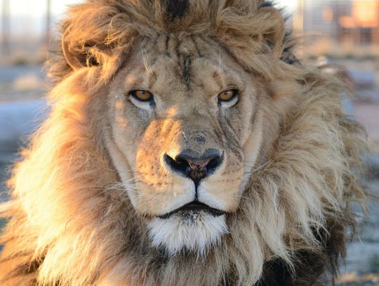 Safe Haven mourns loss of longtime lion Tangassi Safe Haven mourns loss of longtime lion Tangassi