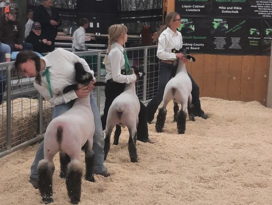 Young Ranchers Take the Ring for Star Wars-Themed Livestock Show