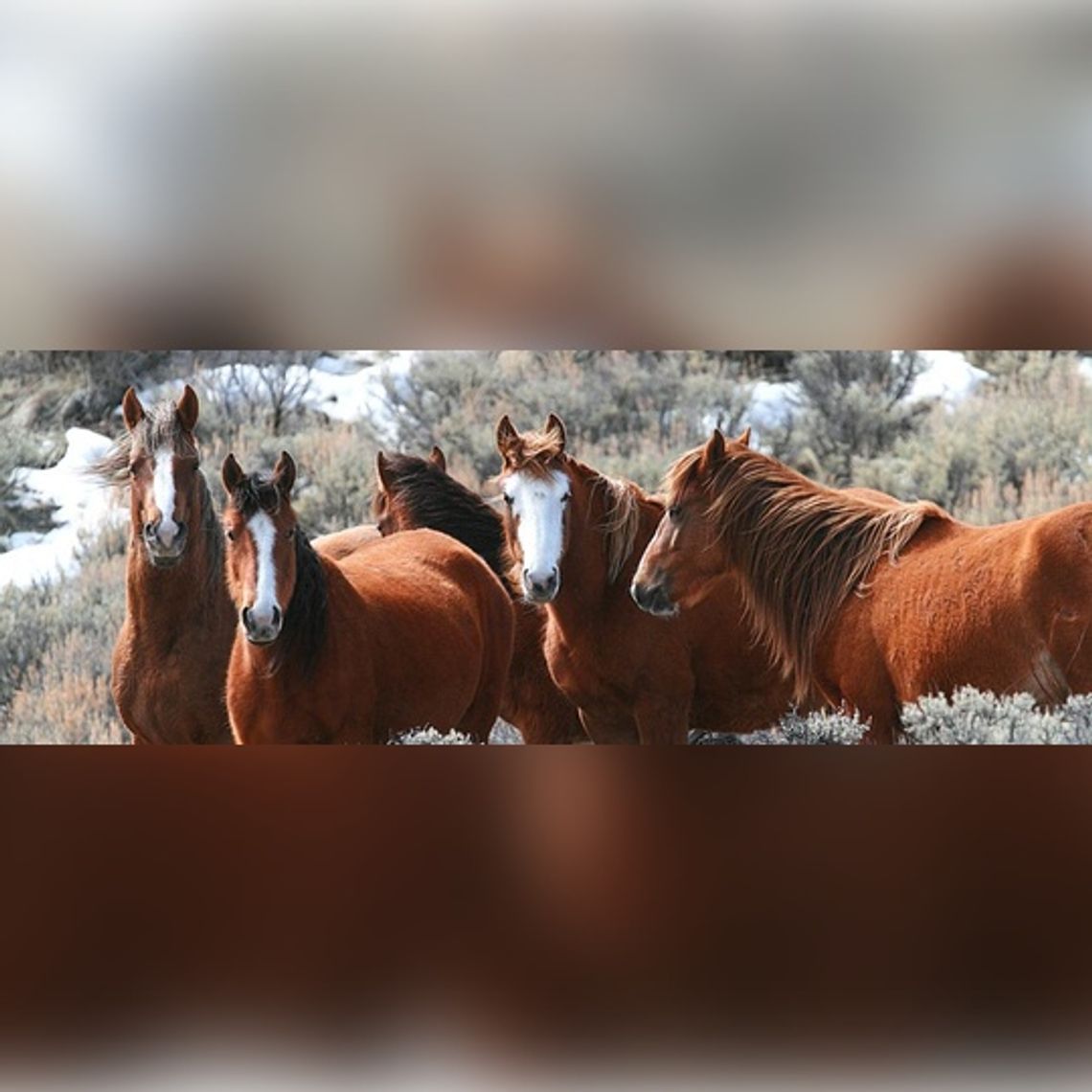 BLM Wild Horse Numbers are in, Roundups Continue