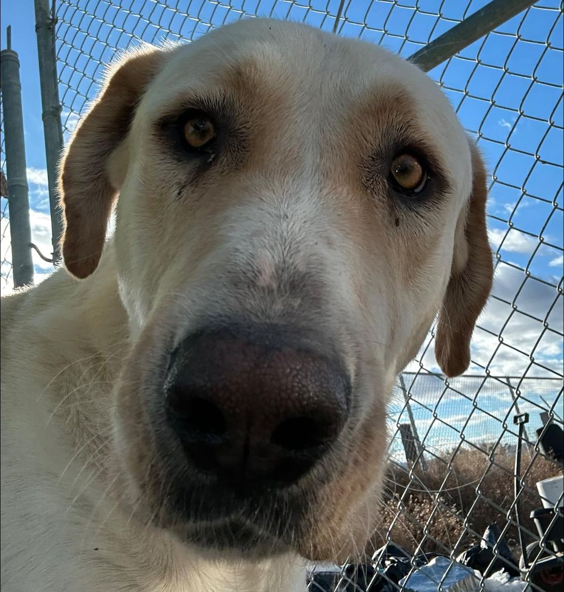 Lovelock Animal Shelter Lovelock Animal Shelter