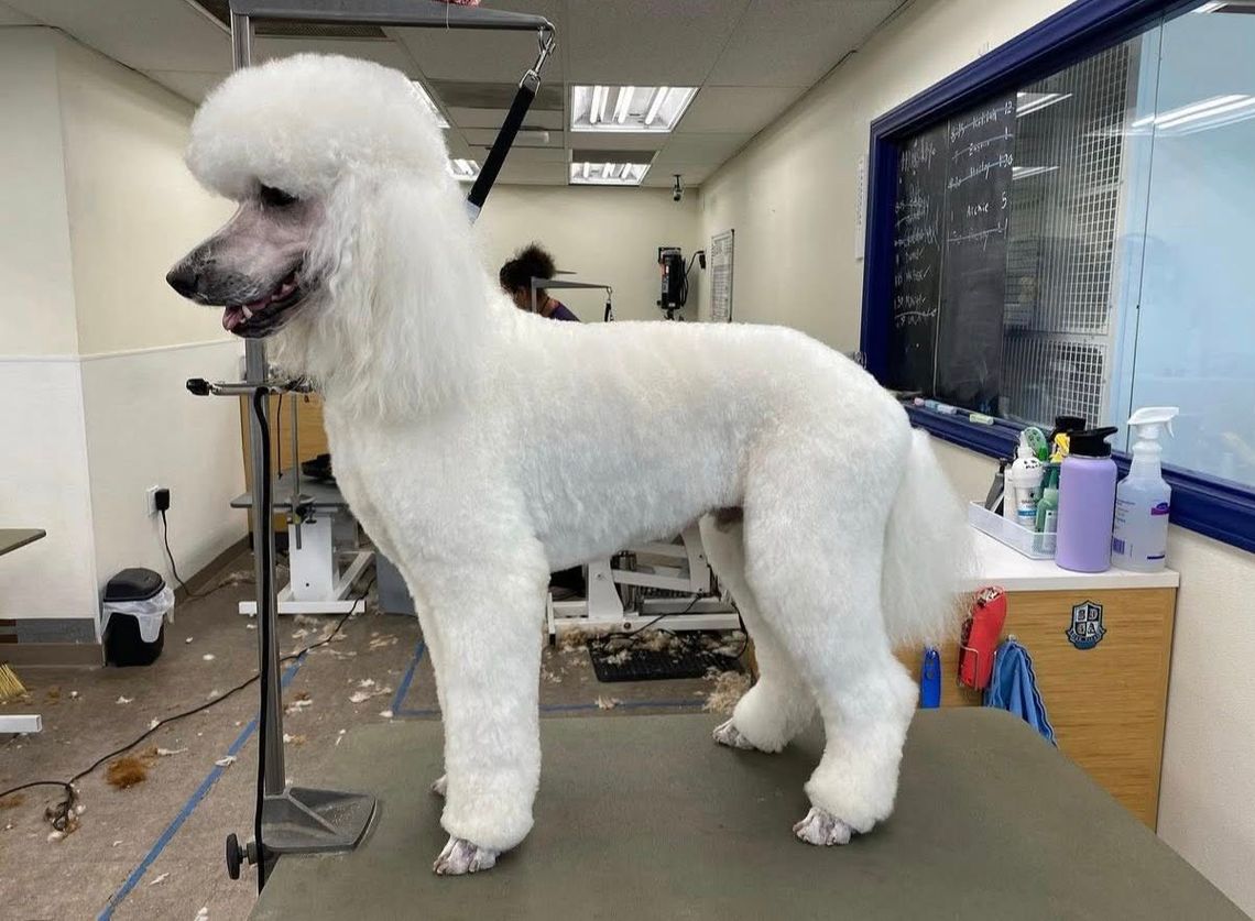 Pampered Pooch welcomes certified groomer Mandy Hagen