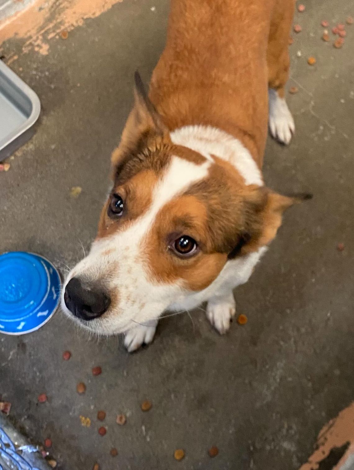 Pet of the Week
