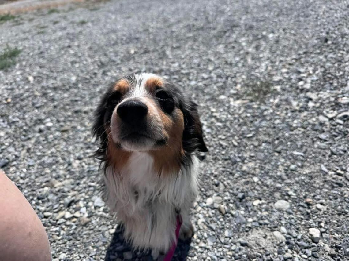 Pet of the Week Pet of the Week