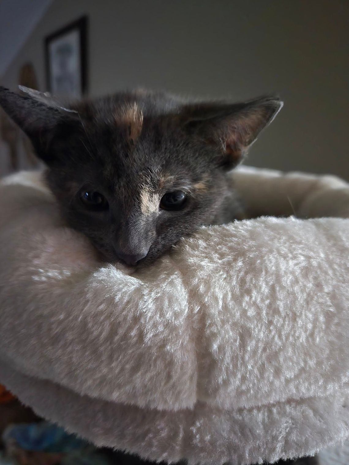 Pet of the Week: A message from the Lovelock Animal Shelter Pet of the Week: A message from the Lovelock Animal Shelter