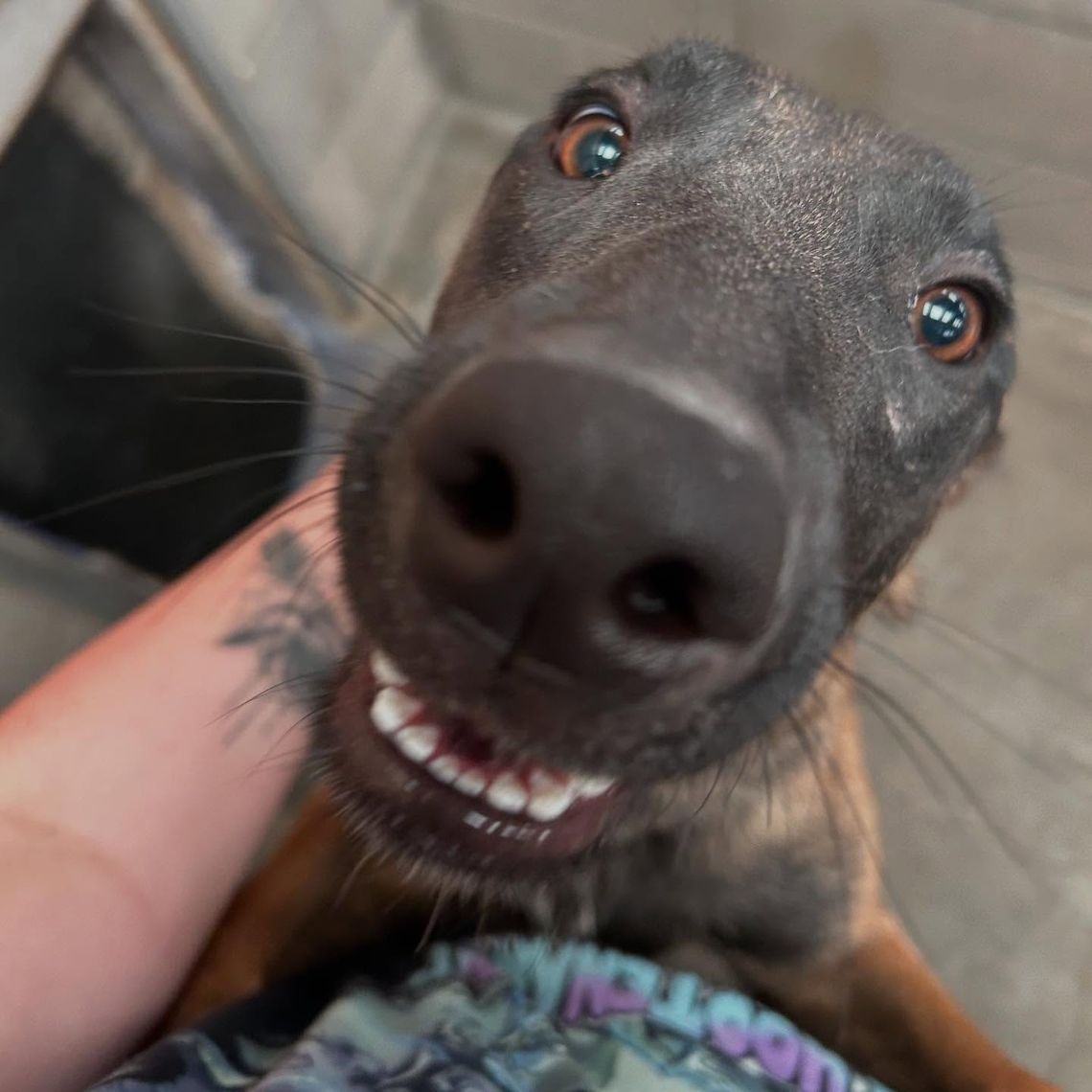Pet of the Week: Broadway, the Star of the Shelter Stage!