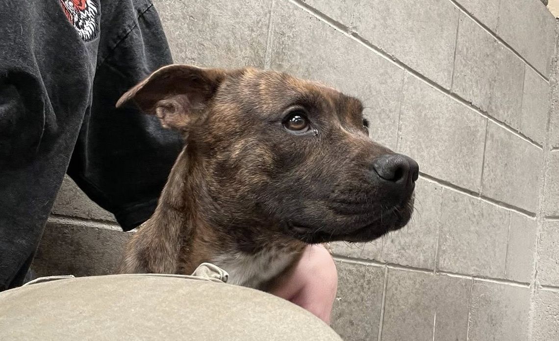 Pet of the Week: Jessup