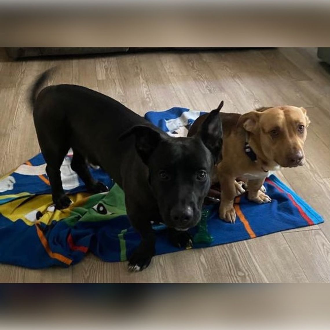 Pet of the Week: Meet Blacky & Canelo! Pet of the Week: Meet Blacky & Canelo!