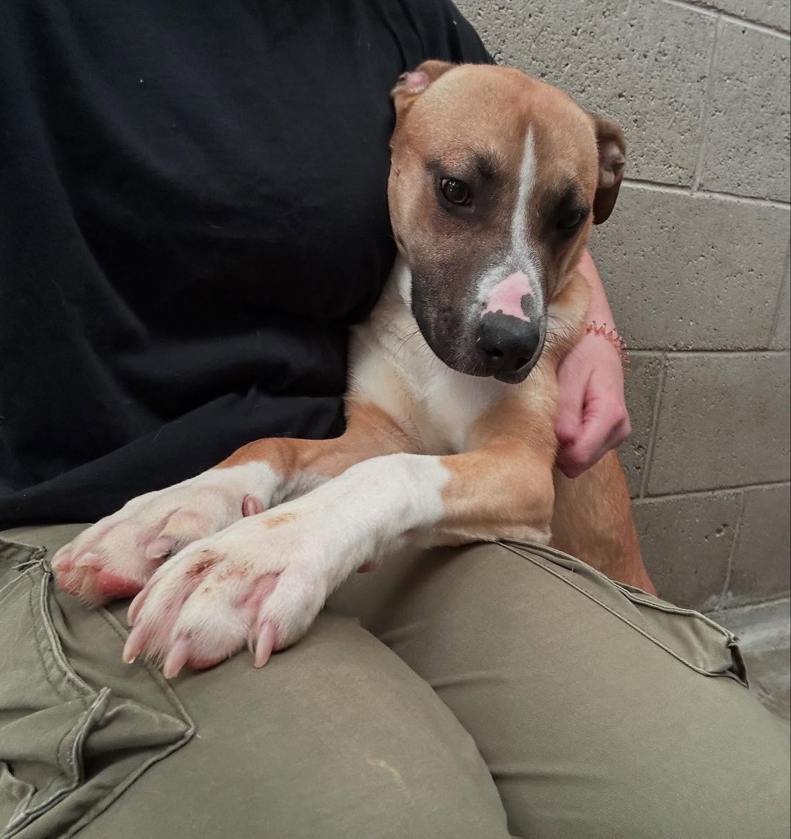 Pet of the Week: Meet Chance