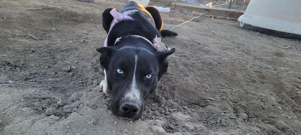 Pet of the Week: Meet Katrina