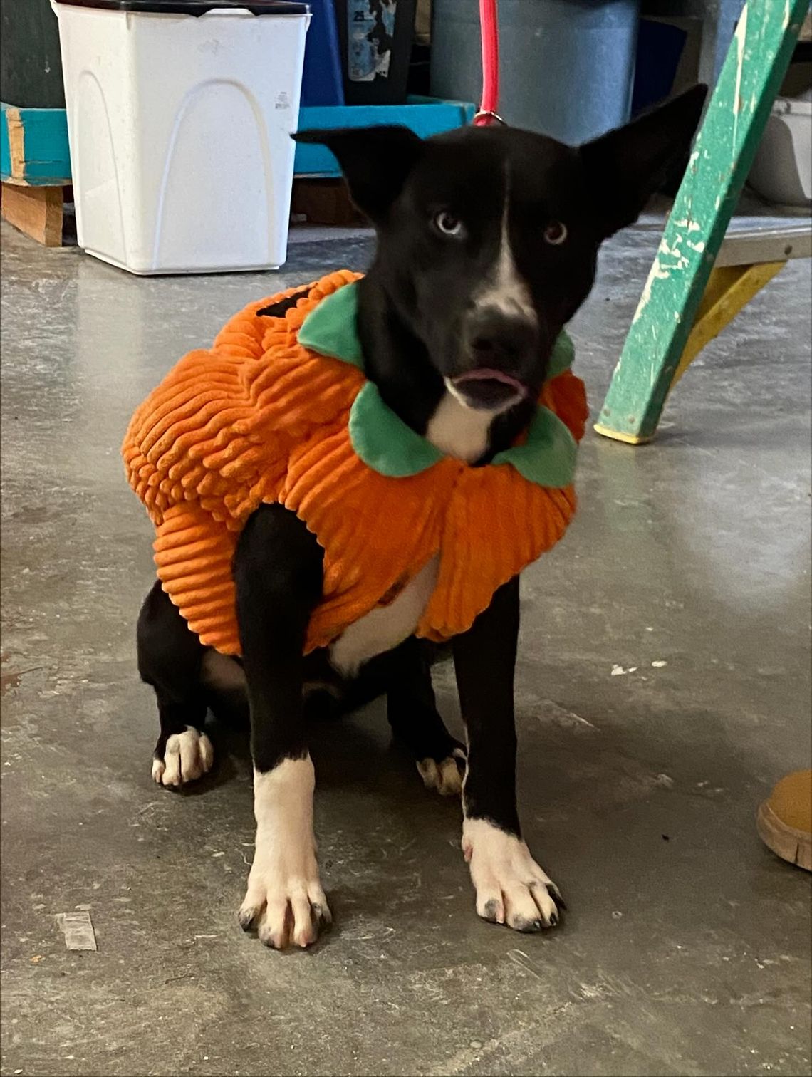 Pet of the Week: Meet Rose Pet of the Week: Meet Rose