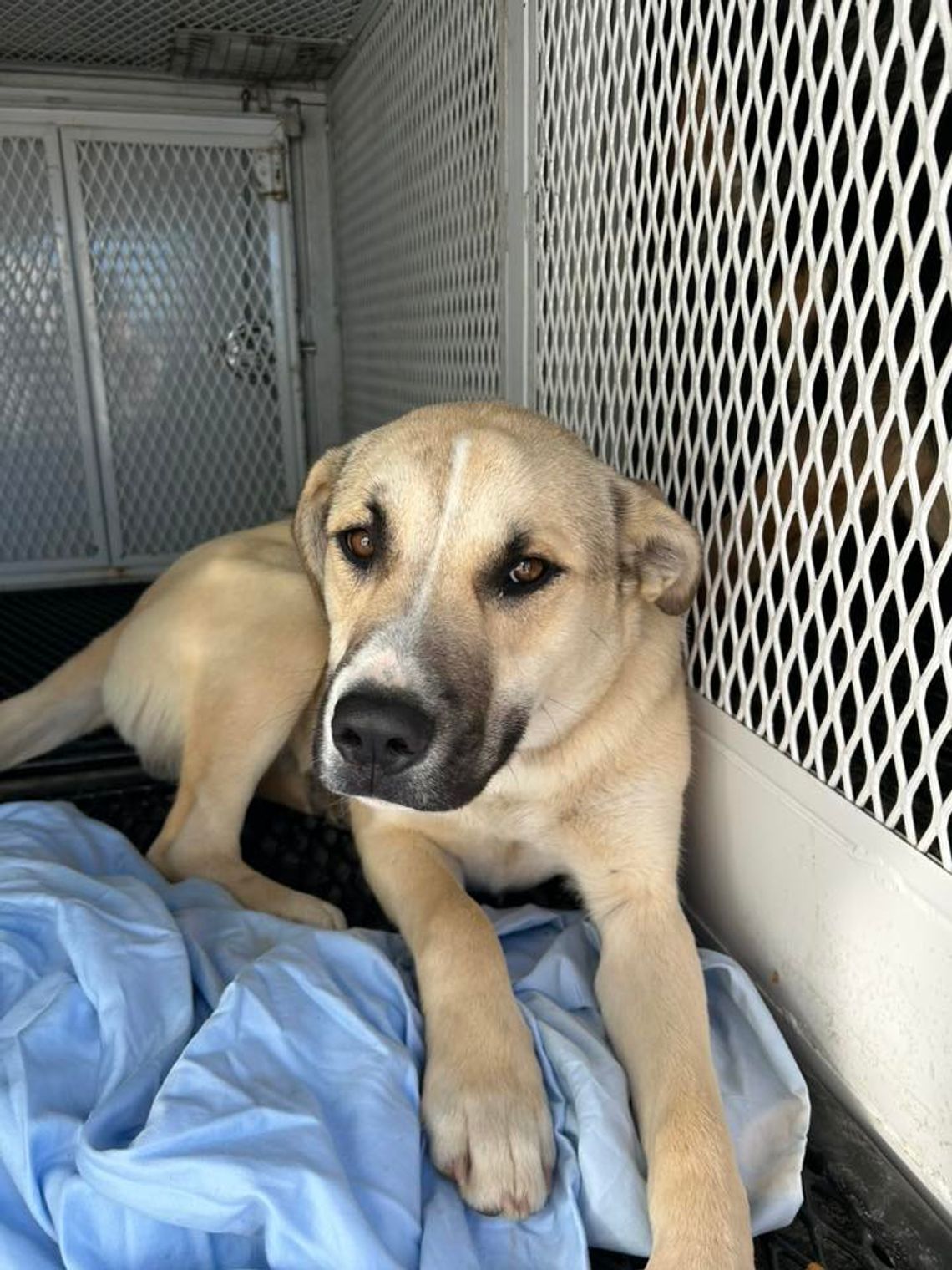 Pet of the Week: Moose & Elk Pet of the Week: Moose & Elk