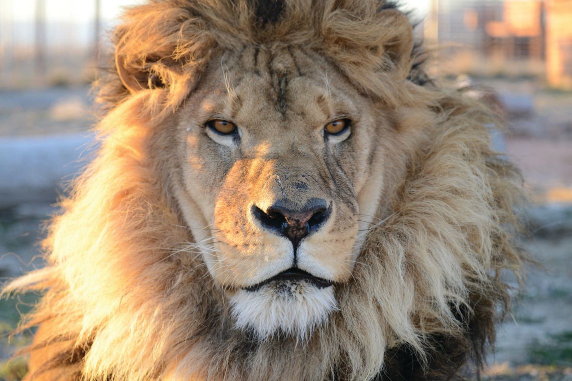 Safe Haven mourns loss of longtime lion Tangassi